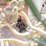 Ilia\'S Holiday Home